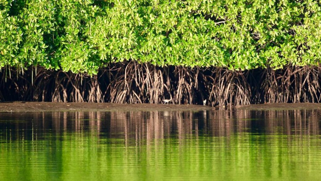 Mangrove Indonesia