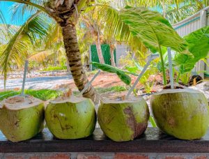 Manfaat minum air kelapa muda
