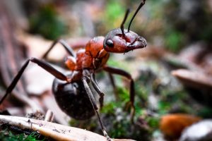 Semut, Serangga yang Mungkin Kamu Benci Namun Punya Manfaat Bagi Lingkungan